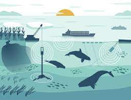 завантаження 2022 02 04T173500.172 Ocean Noise Pollution: What Is It?