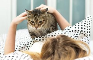 How to Stop Your Cat From Waking You Up in the Morning 1 The Quietest Cat Breeds
