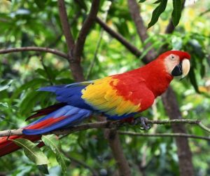 Scarlet Macaw 23 4 1 758x635 1 The Quietest Parrot: Your Companion Pet