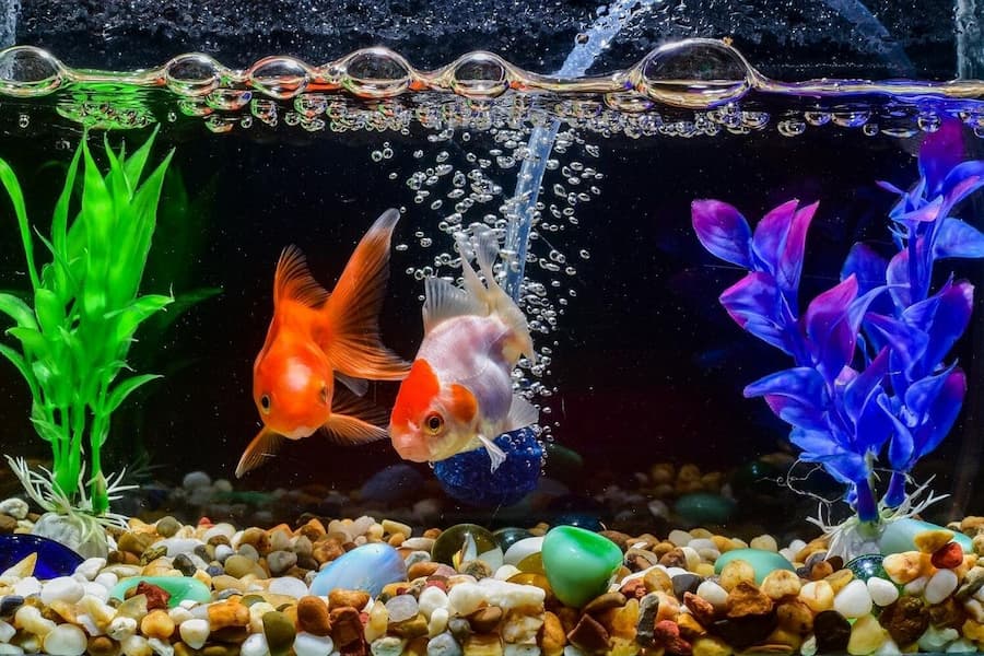 Quietest Fish Tank Filters