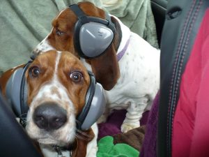 81iNQysqMCL. AC SL1500 Dog Ear Protection: Do You Need It?