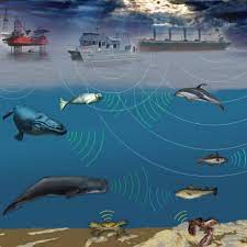 завантаження 2022 02 04T172840.329 Ocean Noise Pollution: What Is It?