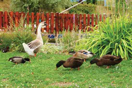 GRT MA11 i gooseandducks 1 1 Quiet Duck Breeds: The Top 10