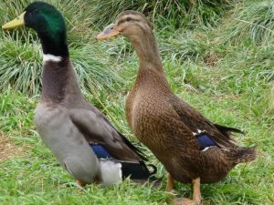 rouen ducks Quiet Duck Breeds: The Top 10