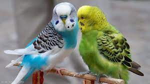 завантаження 2022 02 20T103112.133 The Quietest Parrot: Your Companion Pet